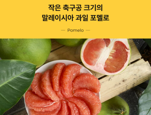 [Fun Facts] 맛집영어 영어여행 이야기 #10 말레이시아 : 축구공만한 과일, 포멜로